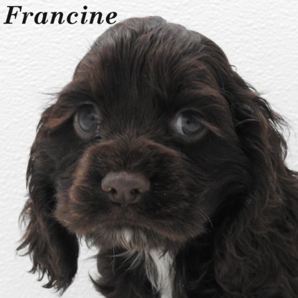 puppy, for, sale, Cocker Spaniel, Joe & Cherri  Overlease, dog, breeder, Miller, MO, dog-breeder, puppy-for-sale, forsale, nearby, find, puppyfind, locator, puppylocator, aca